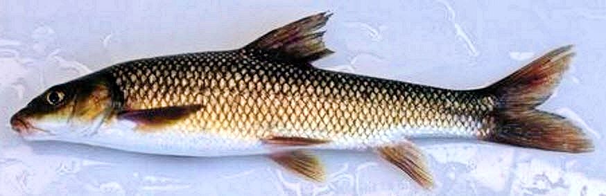 Luciobarbus microcephalus_03.jpg